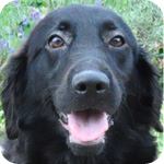 フラットコーテッドレトリバー　ブラック　メス　子犬販売の専門店　AngelWan　横浜