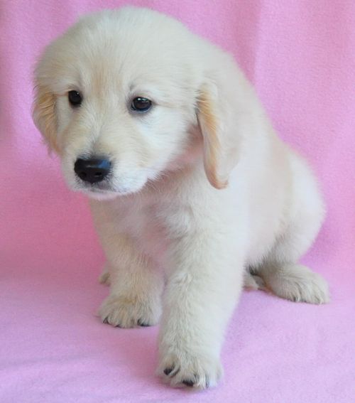 ゴールデンレトリバー ブリーダー子犬販売の専門店 Angel wan 東京 神奈川 千葉