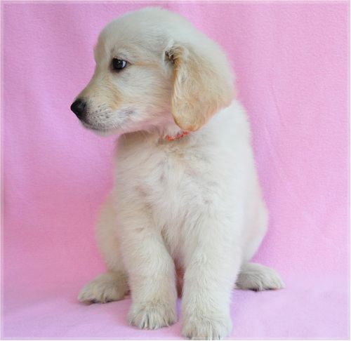 ゴールデンレトリバー ブリーダー子犬販売の専門店 Angel wan 東京 神奈川 千葉