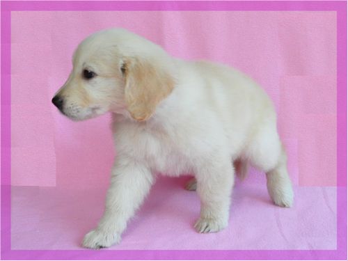 ゴールデンレトリバー ブリーダー子犬販売の専門店 Angel wan 東京 神奈川 千葉