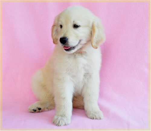 ゴールデンレトリバー ブリーダー子犬販売の専門店 Angel wan 東京 神奈川 千葉