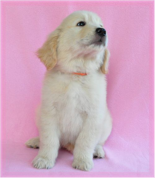 ゴールデンレトリバー ブリーダー子犬販売の専門店 Angel wan 東京 神奈川 千葉