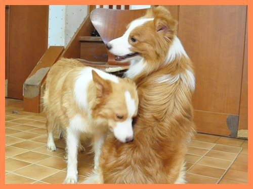 ボーダーコリー　ブリーダー子犬販売専門店　Angel wan 東京　神奈川　千葉