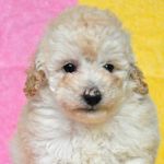 トイプードル ブリーダー子犬販売の専門店 Angel wan 横浜