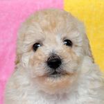 トイプードル ブリーダー子犬販売の専門店 Angel wan 横浜