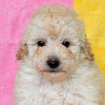 トイプードル　ブリーダー子犬販売の専門店　Angel wan 横浜