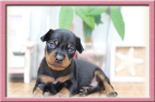 ミニチュアピンシャー ブリーダー子犬販売専門店 Angel Wan 東京 神奈川 千葉