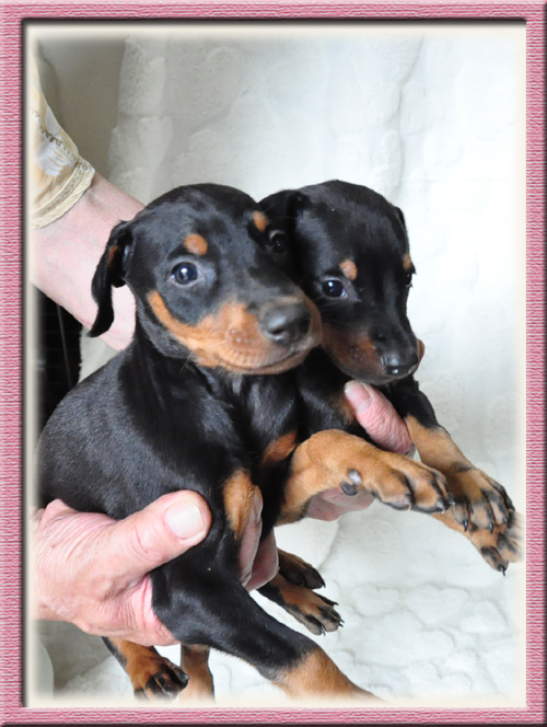 ドーベルマン　ブリーダー子犬販売専門店　Angel Wan　東京　神奈川　千葉