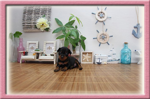 ミニチュアピンシャー ブリーダー子犬販売専門店 Angel Wan 東京 神奈川 千葉