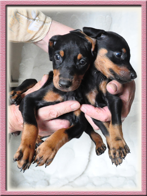 ドーベルマン ブリーダー子犬販売専門店 Angel Wan 東京 神奈川 千葉