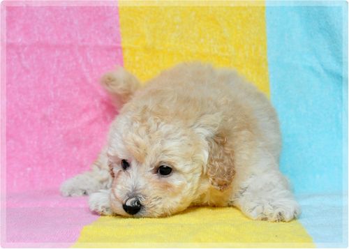 トイプードル ブリーダー子犬販売の専門店 Angel wan 東京 神奈川 千葉