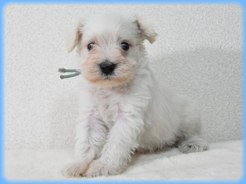 ミニチュアシュナウザー　ブリーダー子犬販売専門店　Angel wan 東京　神奈川　千葉