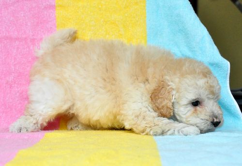 トイプードル ブリーダー子犬販売の専門店 Angel wan 東京 神奈川 千葉