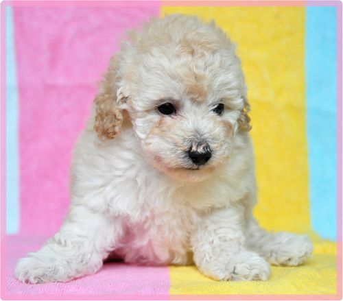 トイプードル ブリーダー子犬販売の専門店 Angel wan 東京 神奈川 千葉