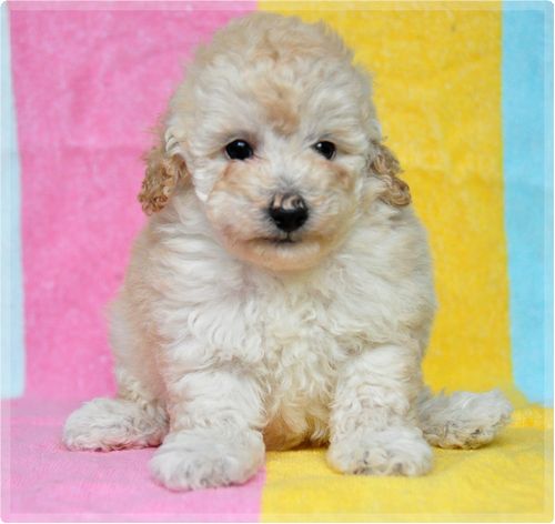 トイプードル ブリーダー子犬販売の専門店 Angel wan 東京 神奈川 千葉