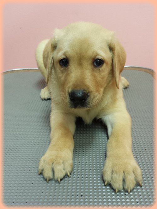 ラブラドールレトリバー　ブリーダー子犬販売専門店　Angel wan 東京　神奈川　千葉