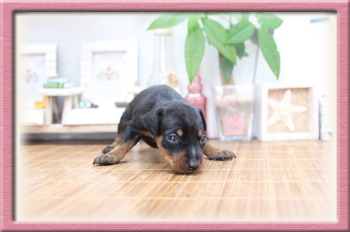 ミニチュアピンシャー　ブリーダー子犬販売専門店　Angel Wan　東京　神奈川　千葉