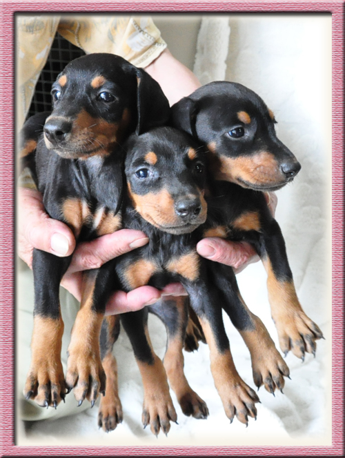 ドーベルマン　ブリーダー子犬販売専門店　Angel Wan　東京　神奈川　千葉