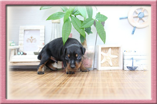 ミニチュアピンシャー　ブリーダー子犬販売専門店　Angel Wan　東京　神奈川　千葉
