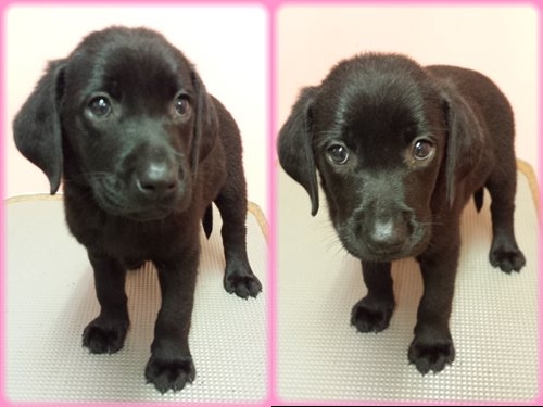 ラブラドールレトリバー　ブリーダー子犬販売専門店　Angel wan 東京　神奈川　千葉