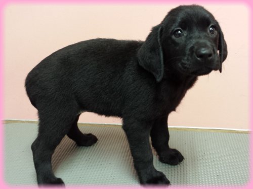 ラブラドールレトリバー　ブリーダー子犬販売専門店　Angel wan 東京　神奈川　千葉