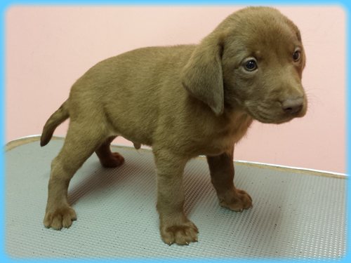 ラブラドールレトリバー　ブリーダー子犬販売専門店　Angel wan 東京　神奈川　千葉