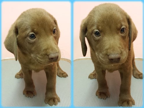 ラブラドールレトリバー　ブリーダー子犬販売専門店　Angel wan 東京　神奈川　千葉