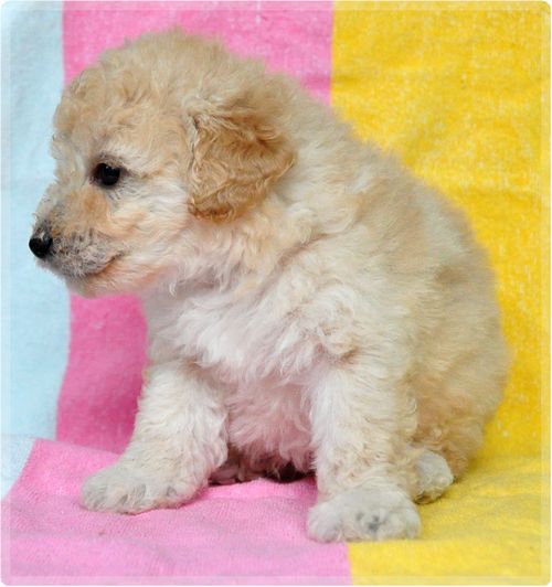 トイプードル ブリーダー子犬販売の専門店 Angel wan 東京 神奈川 千葉