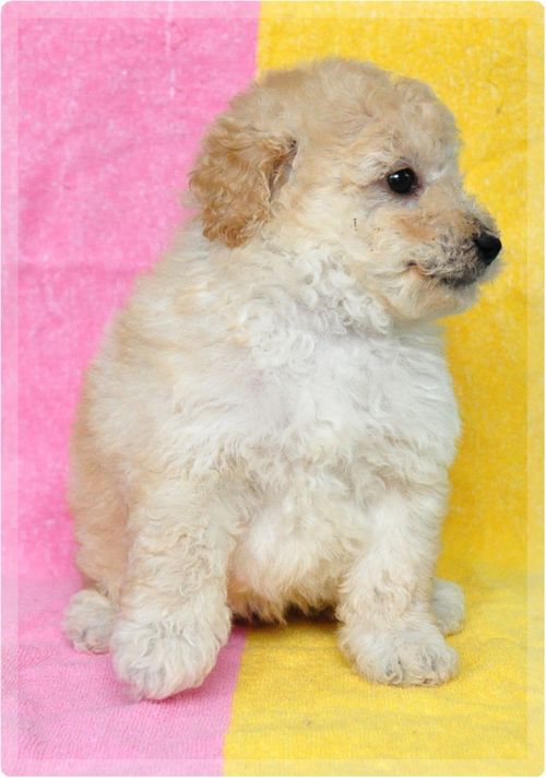 トイプードル ブリーダー子犬販売の専門店 Angel wan 東京 神奈川 千葉