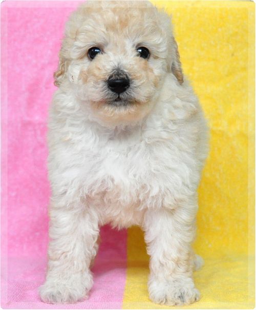 トイプードル ブリーダー子犬販売の専門店 Angel wan 東京 神奈川 千葉