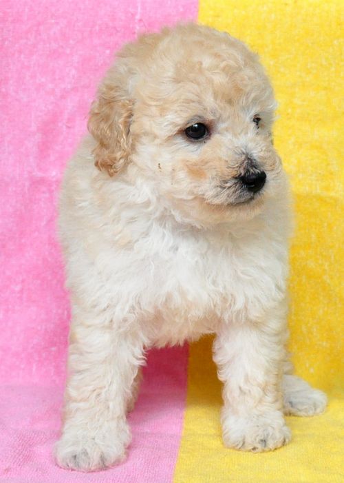 トイプードル ブリーダー子犬販売の専門店 Angel wan 東京 神奈川 千葉