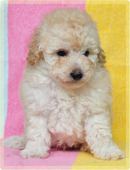 トイプードル　ブリーダー子犬販売の専門店　Angel wan 東京　神奈川　千葉