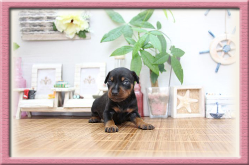 ミニチュアピンシャー　ブリーダー子犬販売専門店　Angel Wan　東京　神奈川　千葉