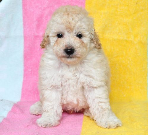 トイプードル　ブリーダー子犬販売の専門店　Angel wan 東京　神奈川　千葉