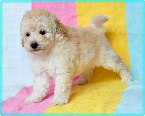 トイプードル　ブリーダー子犬販売の専門店　Angel wan 東京　神奈川　千葉