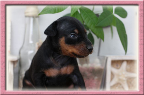 ミニチュアピンシャー　ブリーダー子犬販売専門店　Angel Wan　東京　神奈川　千葉