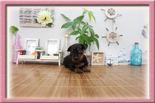 ミニチュアピンシャー　ブリーダー子犬販売専門店　Angel Wan　東京　神奈川　千葉