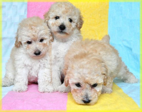 トイプードル ブリーダー子犬販売の専門店 Angel wan 東京 神奈川 千葉