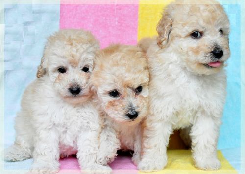 トイプードル　ブリーダー子犬販売の専門店　Angel wan　東京　神奈川　千葉