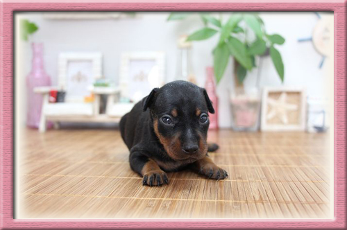 ミニチュアピンシャー ブリーダー子犬販売専門店 Angel Wan 東京 神奈川 千葉