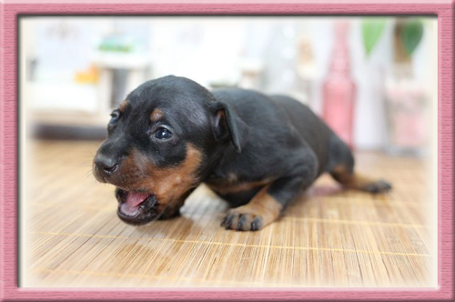 ミニチュアピンシャー ブリーダー子犬販売専門店 Angel Wan 東京 神奈川 千葉