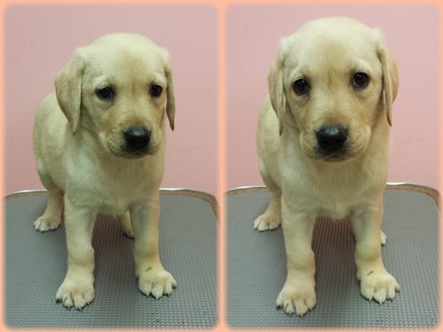 ラブラドールレトリバー　ブリーダー子犬販売専門店　Angel wan 東京　神奈川　千葉