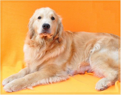 ゴールデンレトリバー ブリーダー子犬販売の専門店 Angel wan 東京 神奈川 千葉