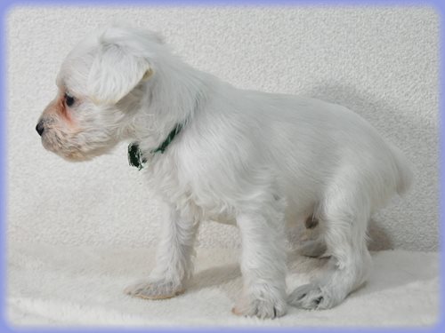 ミニチュアシュナウザー　ブリーダー子犬販売専門店　Angel wan 東京　神奈川　千葉