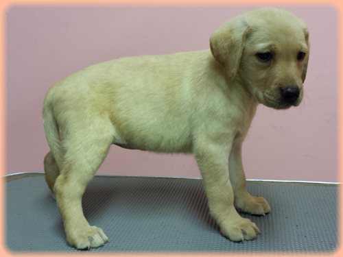 ラブラドールレトリバー　ブリーダー子犬販売専門店　Angel wan 東京　神奈川　千葉