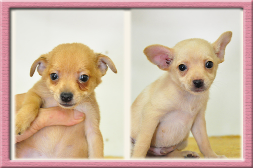 ミックス　ブリーダー子犬販売専門店　Angel Wan　東京　神奈川　千葉