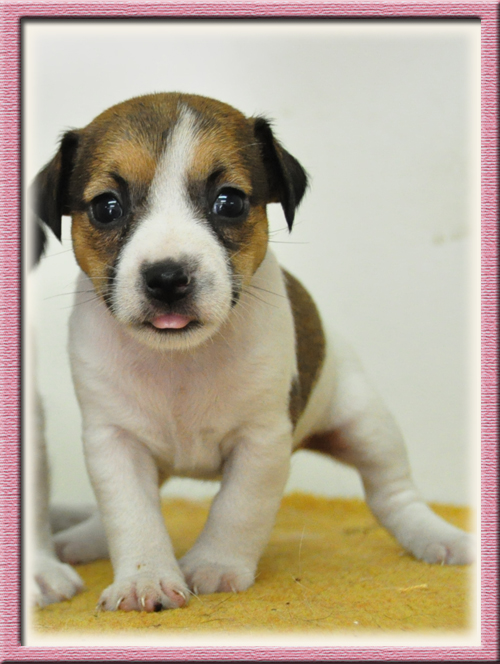 ジャックラッセルテリア ブリーダー子犬販売専門店 Angel Wan 東京 神奈川 千葉