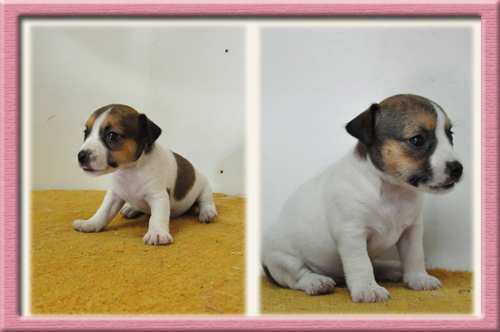 ジャックラッセルテリア ブリーダー子犬販売専門店 Angel Wan 東京 神奈川 千葉