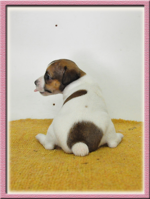 ジャックラッセルテリア ブリーダー子犬販売専門店 Angel Wan 東京 神奈川 千葉