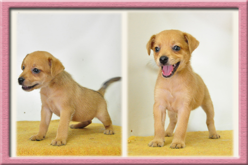 ミックス ブリーダー子犬販売専門店 Angel Wan 東京 神奈川 千葉